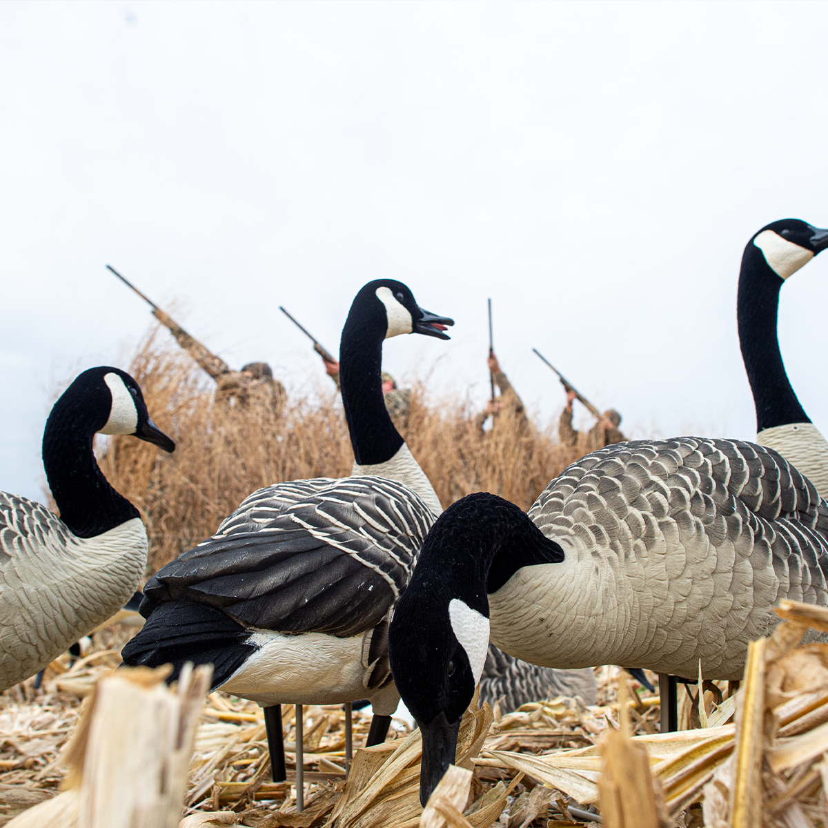 AXP Honkers: Fusion Pack | Avian-X | Shop