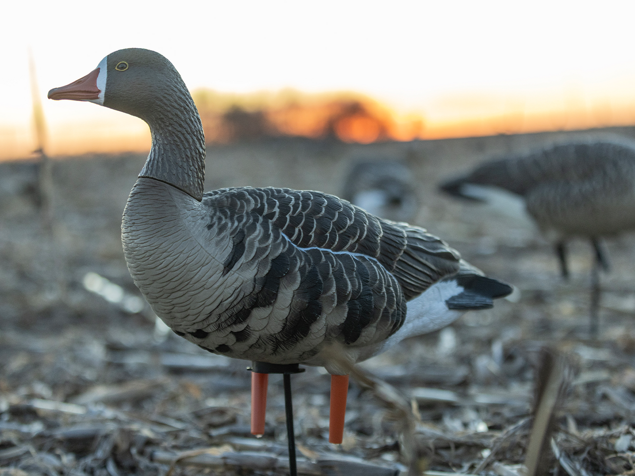 Avian-X AXP Specklebelly Decoy - Thumbnail 5