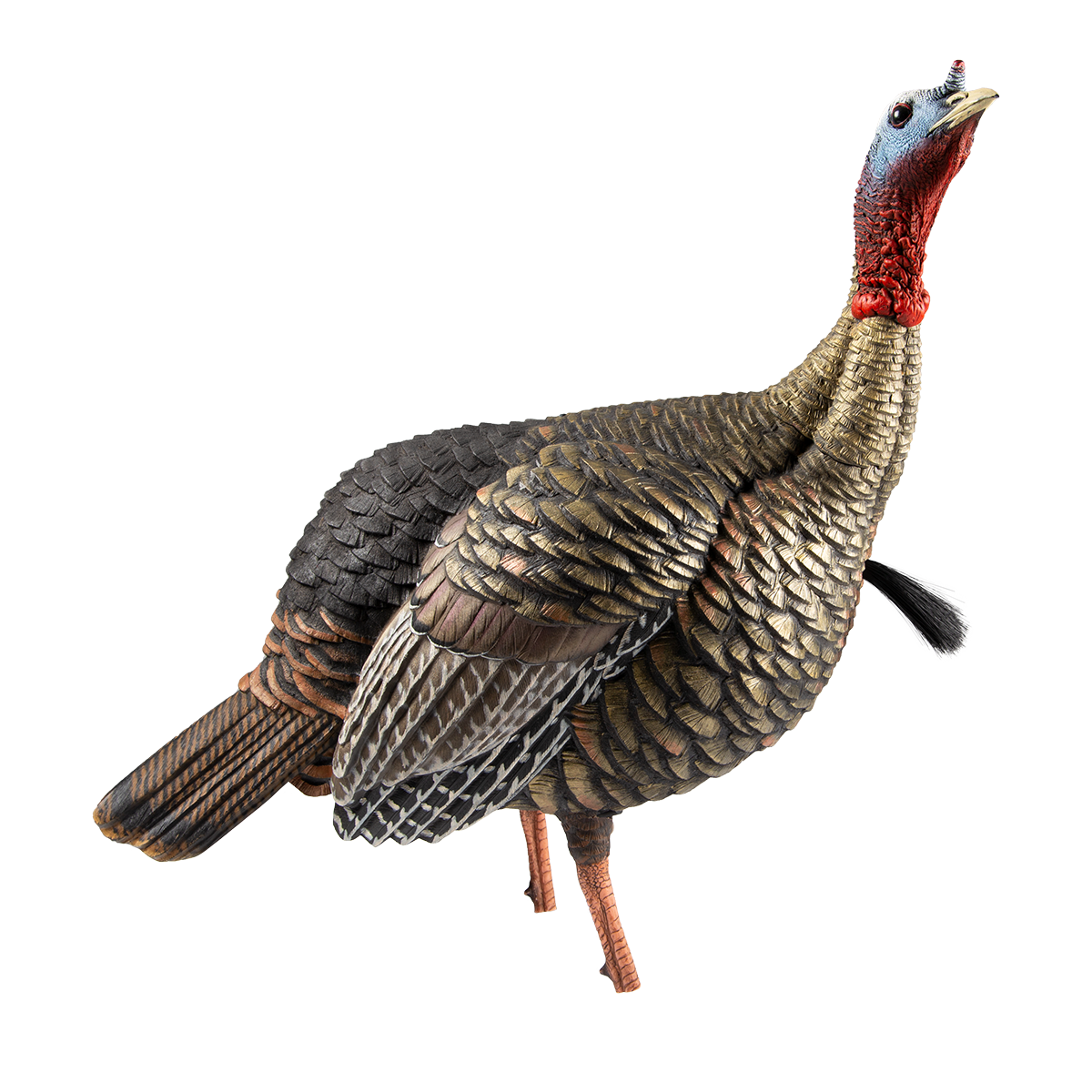 Avian-X HDR Jake