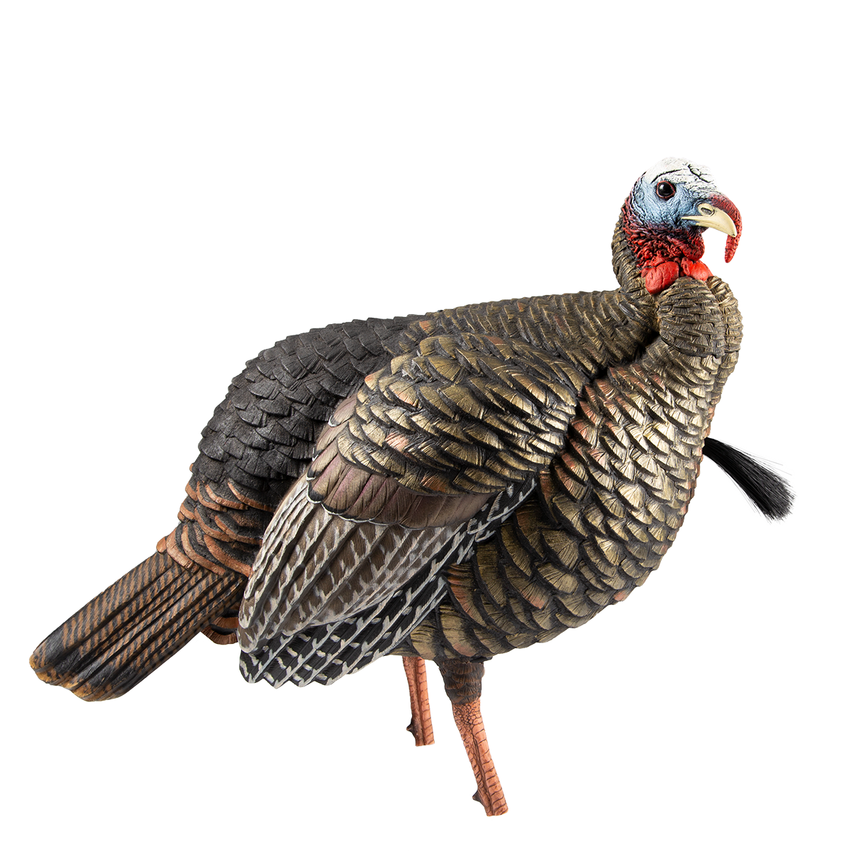 Avian-X HDR Jake - Thumbnail 3