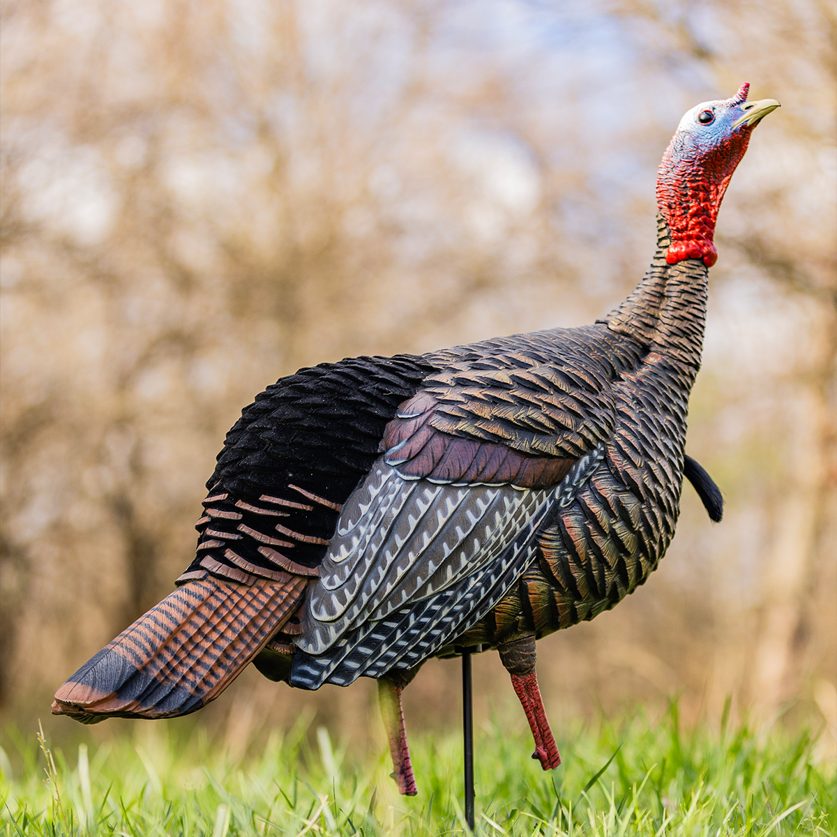 HDR Jake | Avian-X | Shop