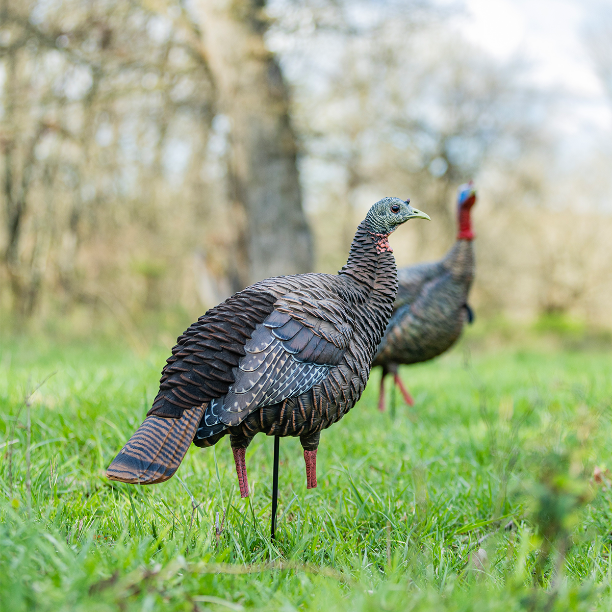 Avian-X HDR Hen Decoy