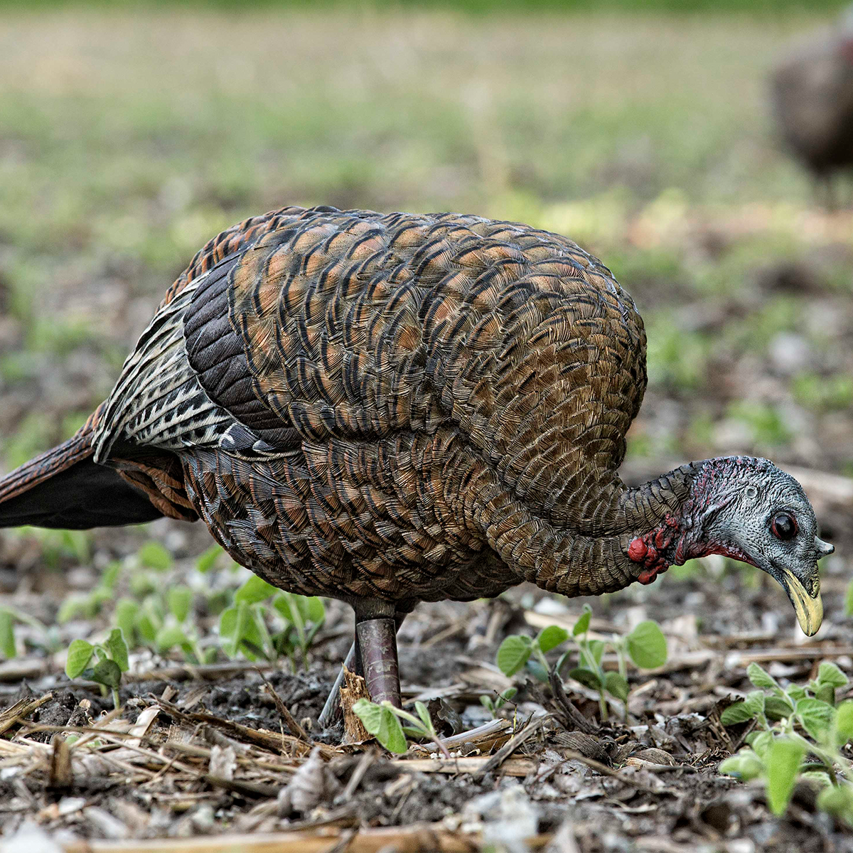 Avian-X LCD Feeder Hen - Thumbnail 3
