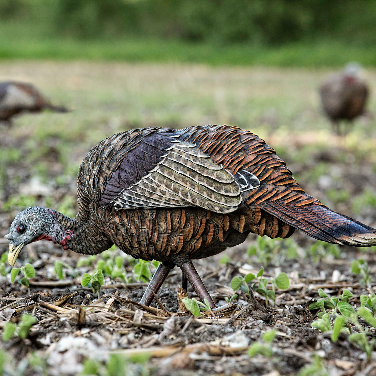 Avian-X LCD Feeder Hen