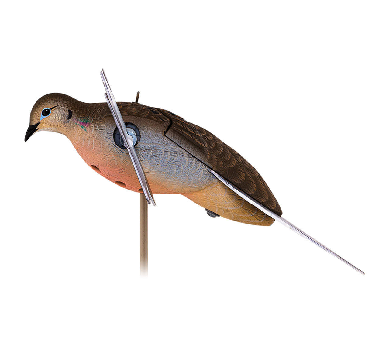  バード　 Dove Spotted dove - Wikipedia