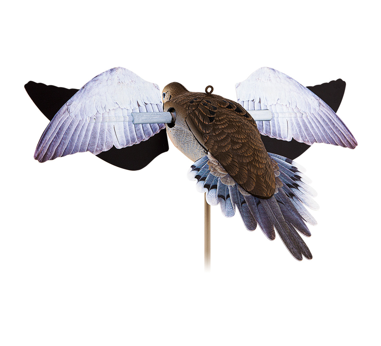  バード　 Dove Spotted dove - Wikipedia