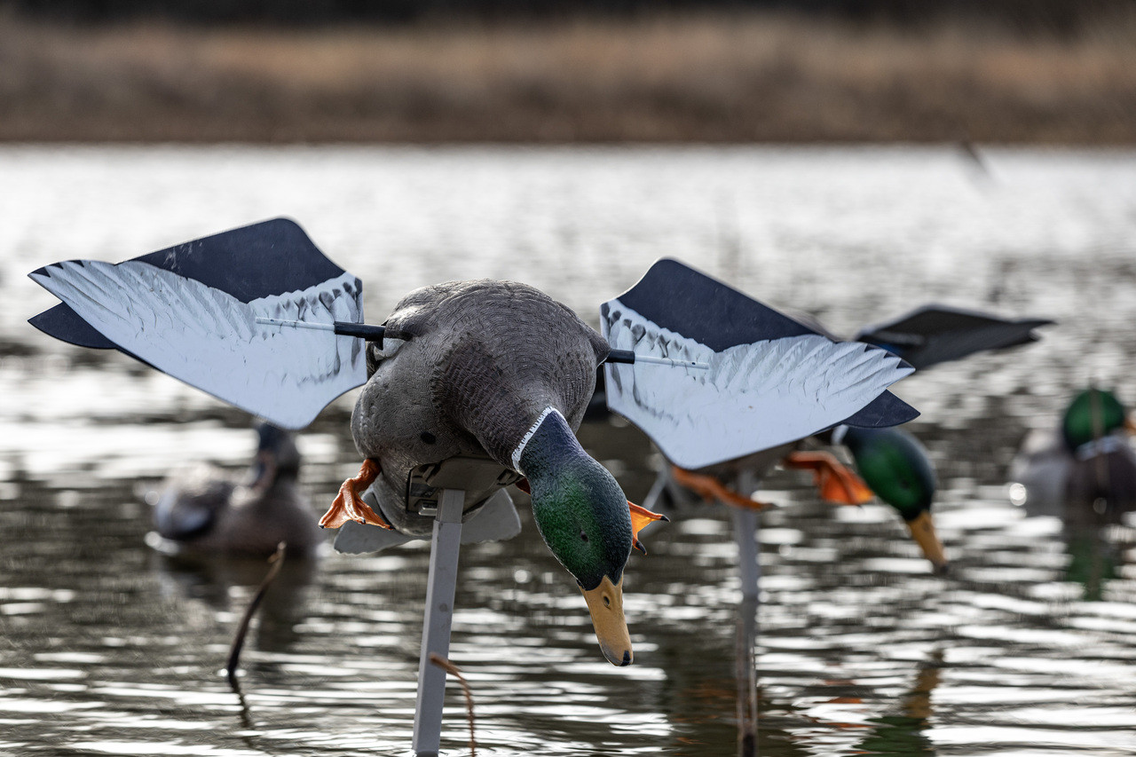 Powerflight™ Hen Teal