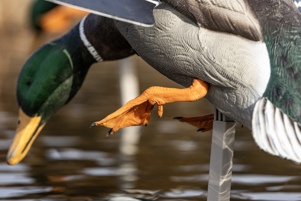 Powerflight™ Hen Teal