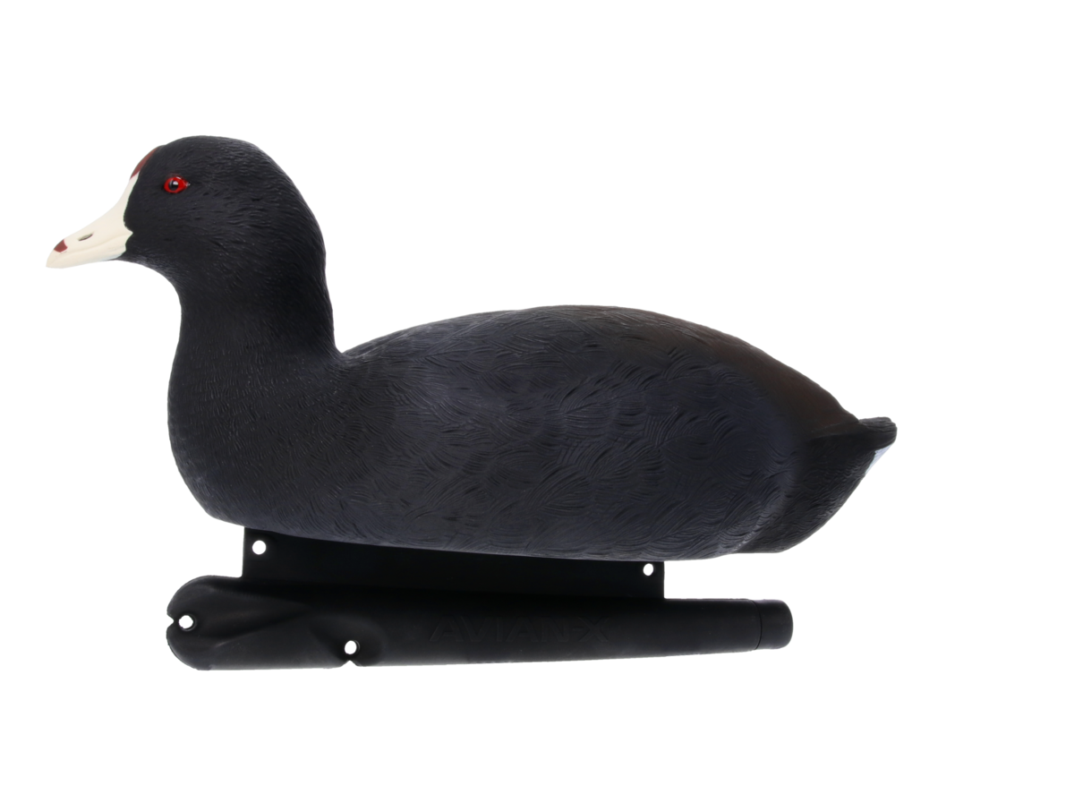 Avian-X Topflight Coot - Thumbnail 4