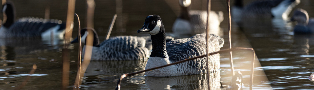 Goose Decoys