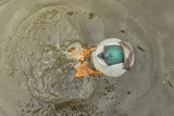 How to Build a Realistic Duck Decoy Spread: When and Where to Add Motion