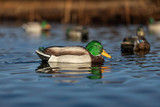 Motion Decoys Explained: What Makes Ducks Commit to a Spread?
