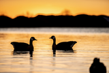 Setting Up the Top 3 Goose Spreads