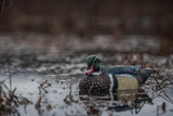 Early Season vs Late Season Duck Decoy Strategies: Adjusting Your Spread for Success
