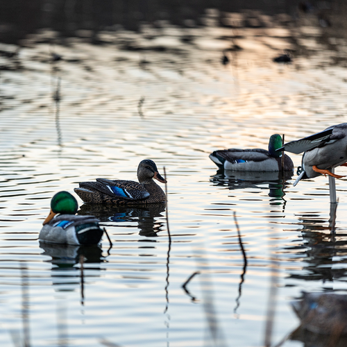 Topflight Mallards - Sleeper - Preener Pack