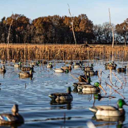Topflight Backwater Mallards