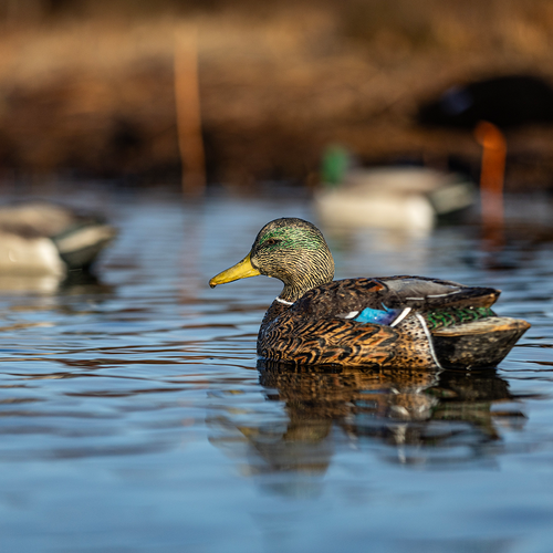Topflight Early Season Mallards