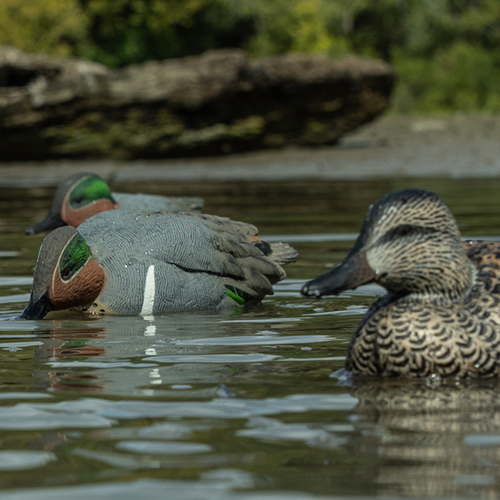 Topflight Green-Winged Teal