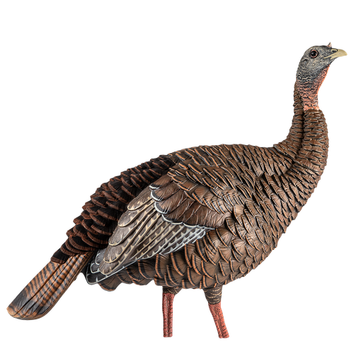 HDR Hen