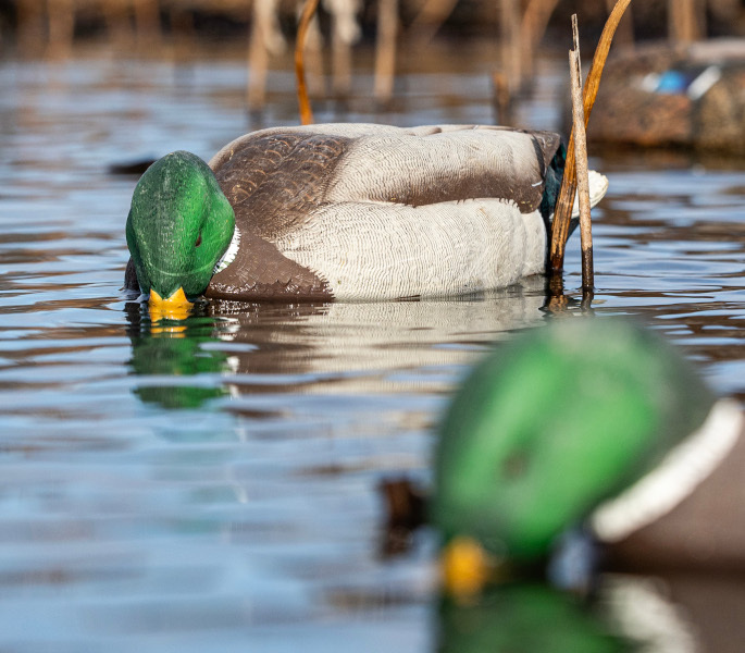 LCD Turkey Decoys