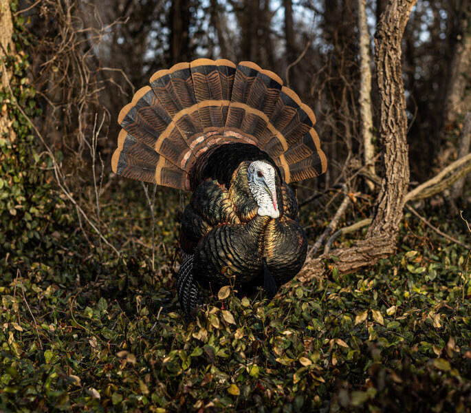 HDR Turkey Decoys