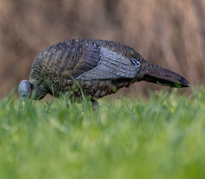 LCD Turkey Decoys