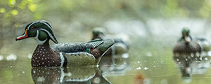 Duck Hunting