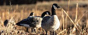 Goose Hunting