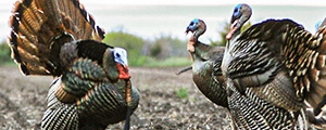 Turkey Hunting