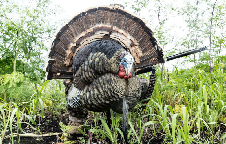 Trophy Tom
