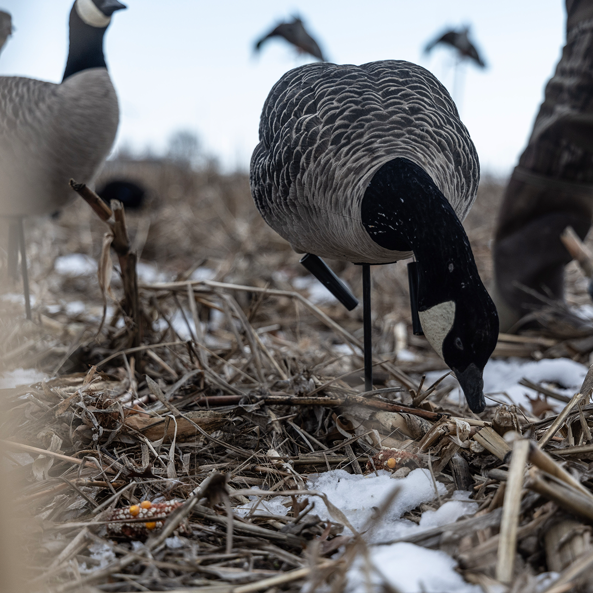 AXF Lessers: Outfitter Pack