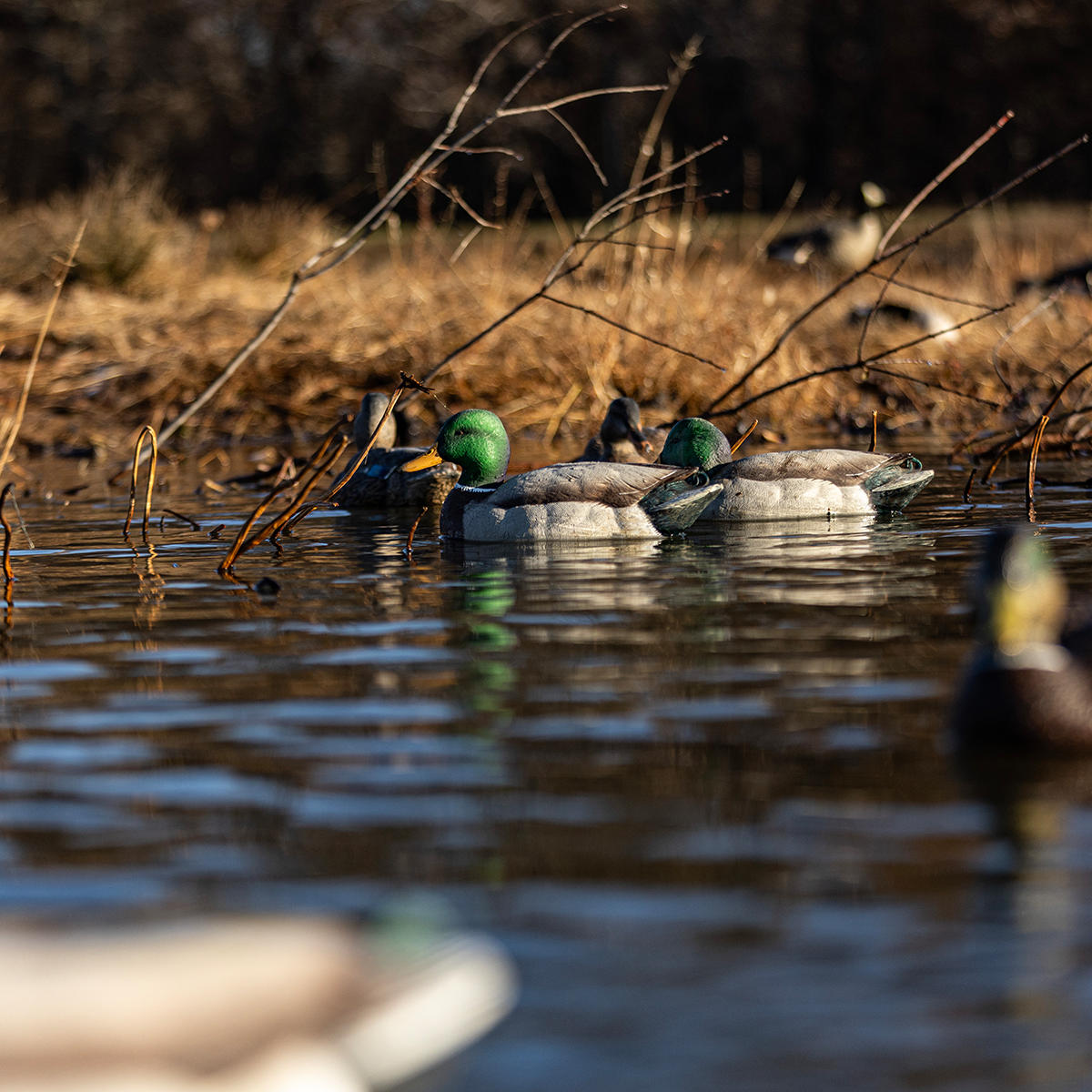PondH2o Floating Duck Family Decoy Pack – Mallard Pair With 3 Ducklings For Pond, Pool, Or Yard