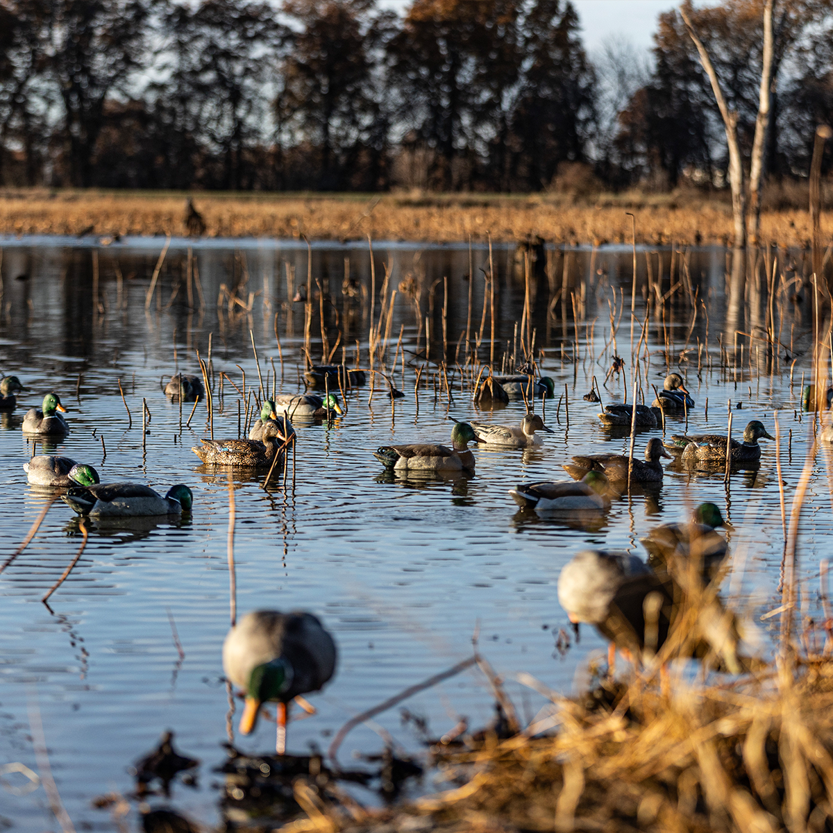 Topflight Fusion Mallards