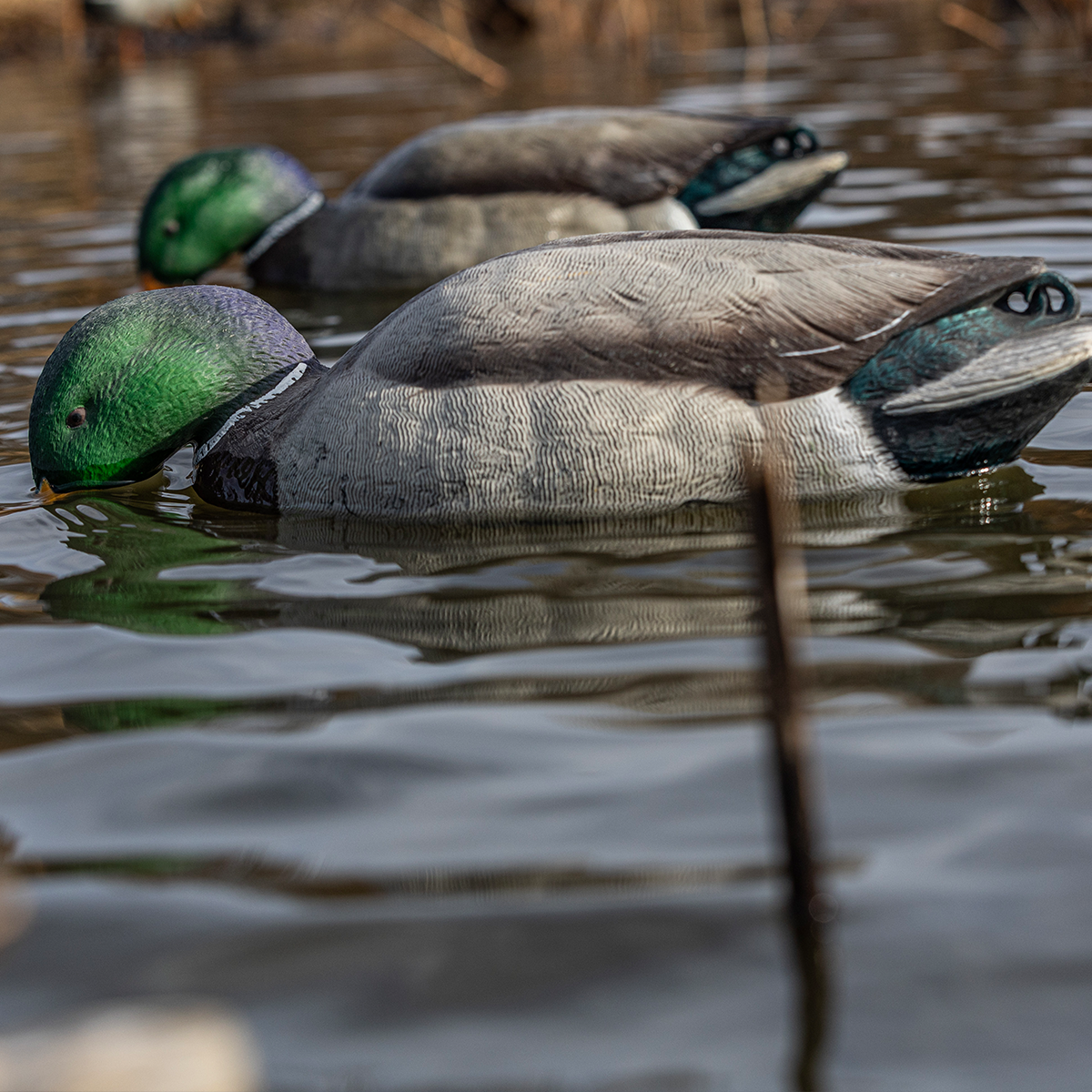 Topflight Backwater Mallards