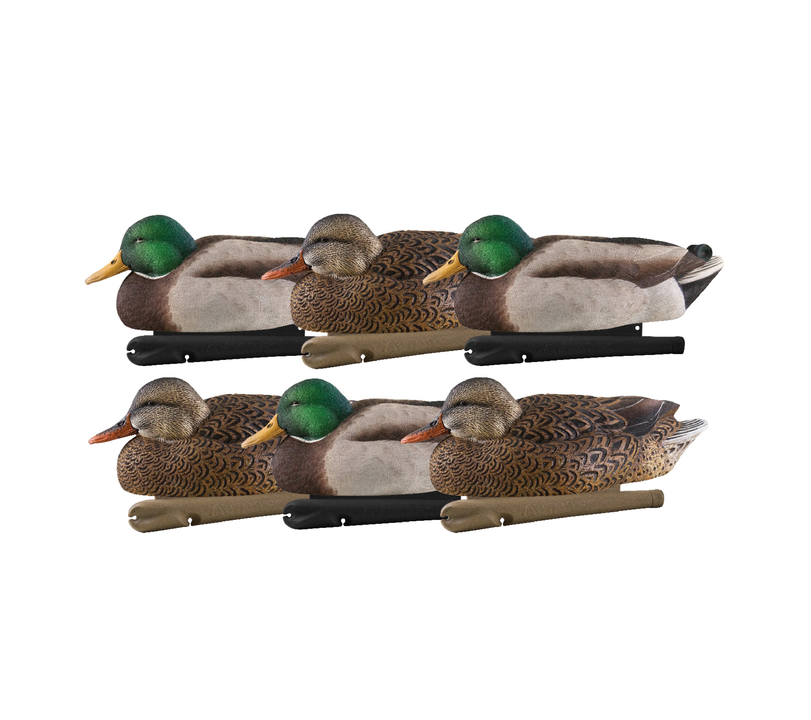Topflight Early Season Mallards