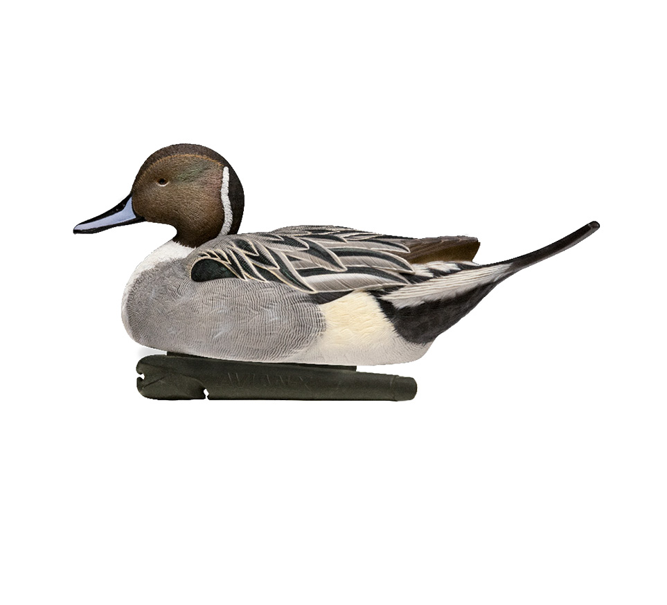 Topflight Pintails