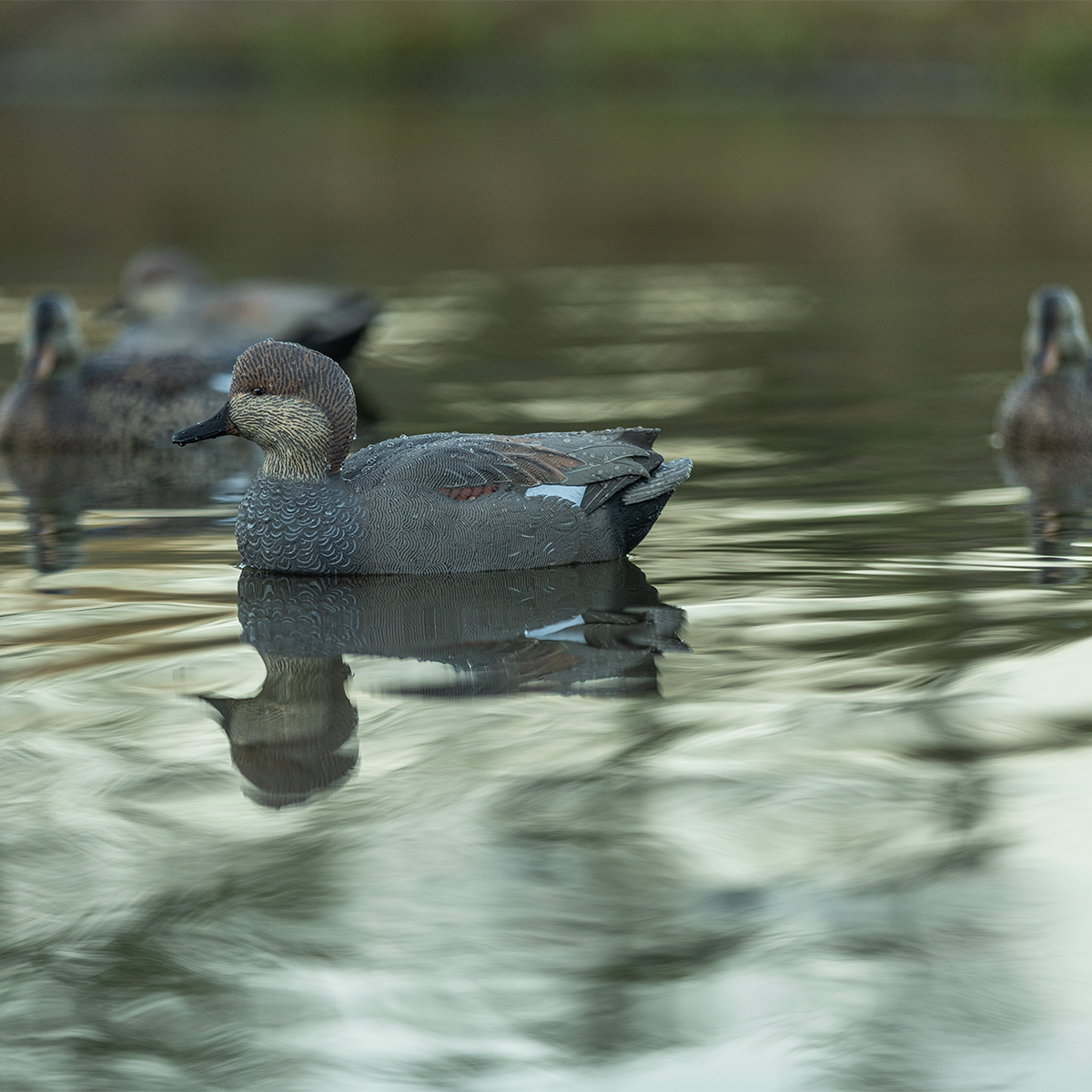 Topflight Gadwall