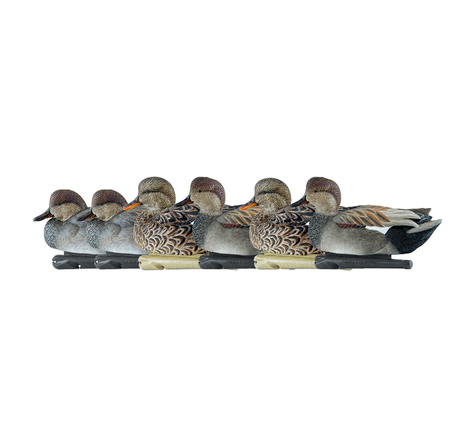 Topflight Gadwall