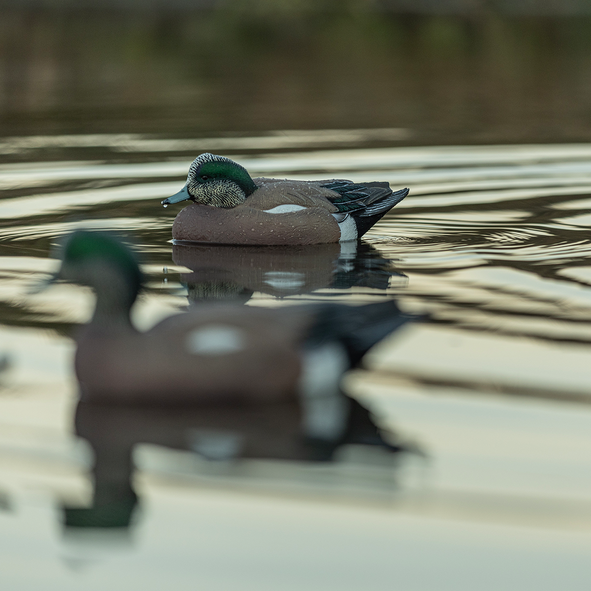 Topflight Wigeon