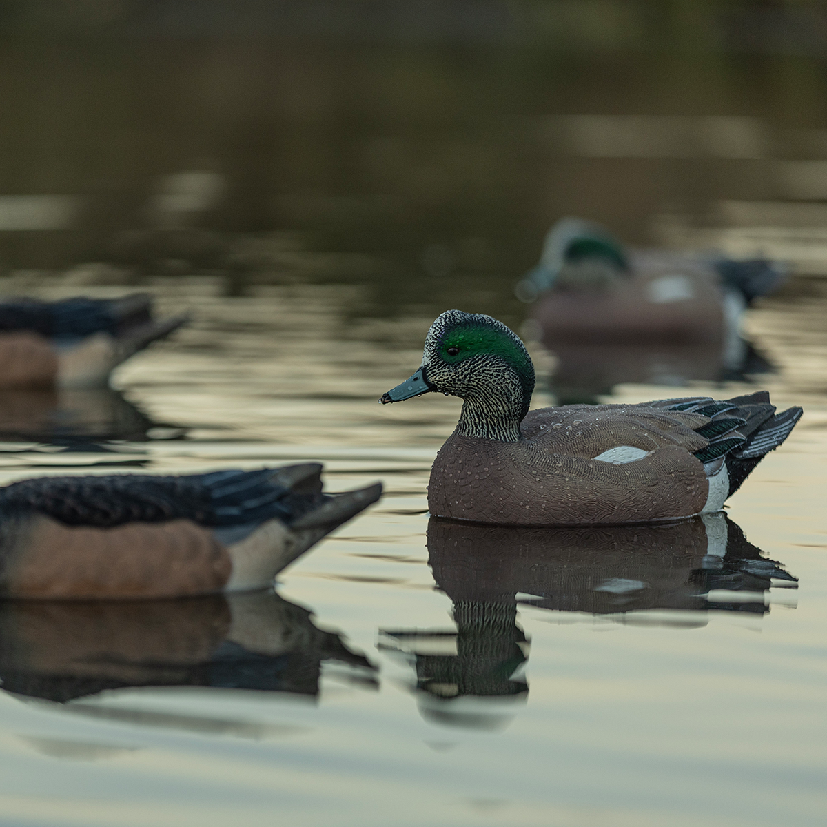 Topflight Wigeon