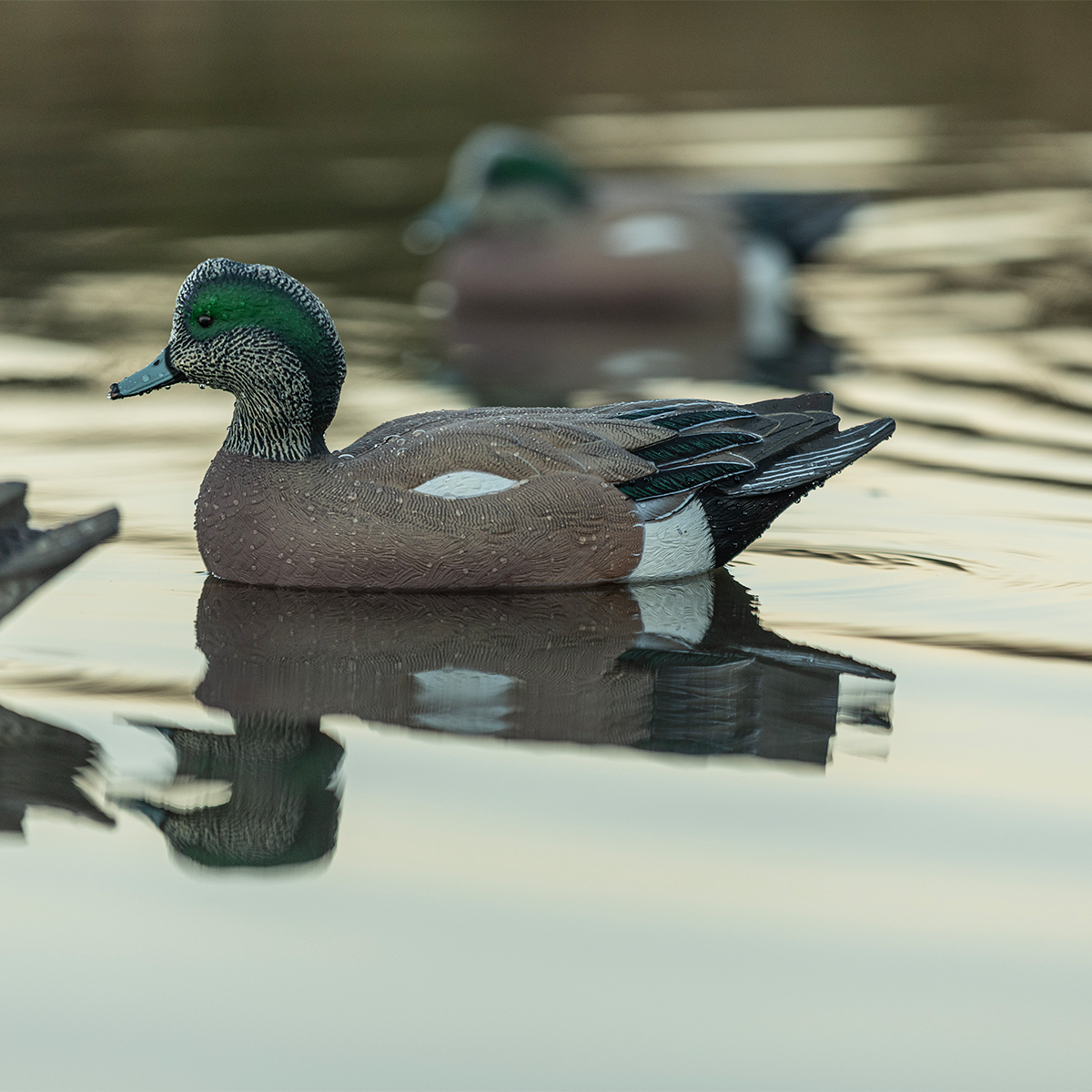 Topflight Wigeon