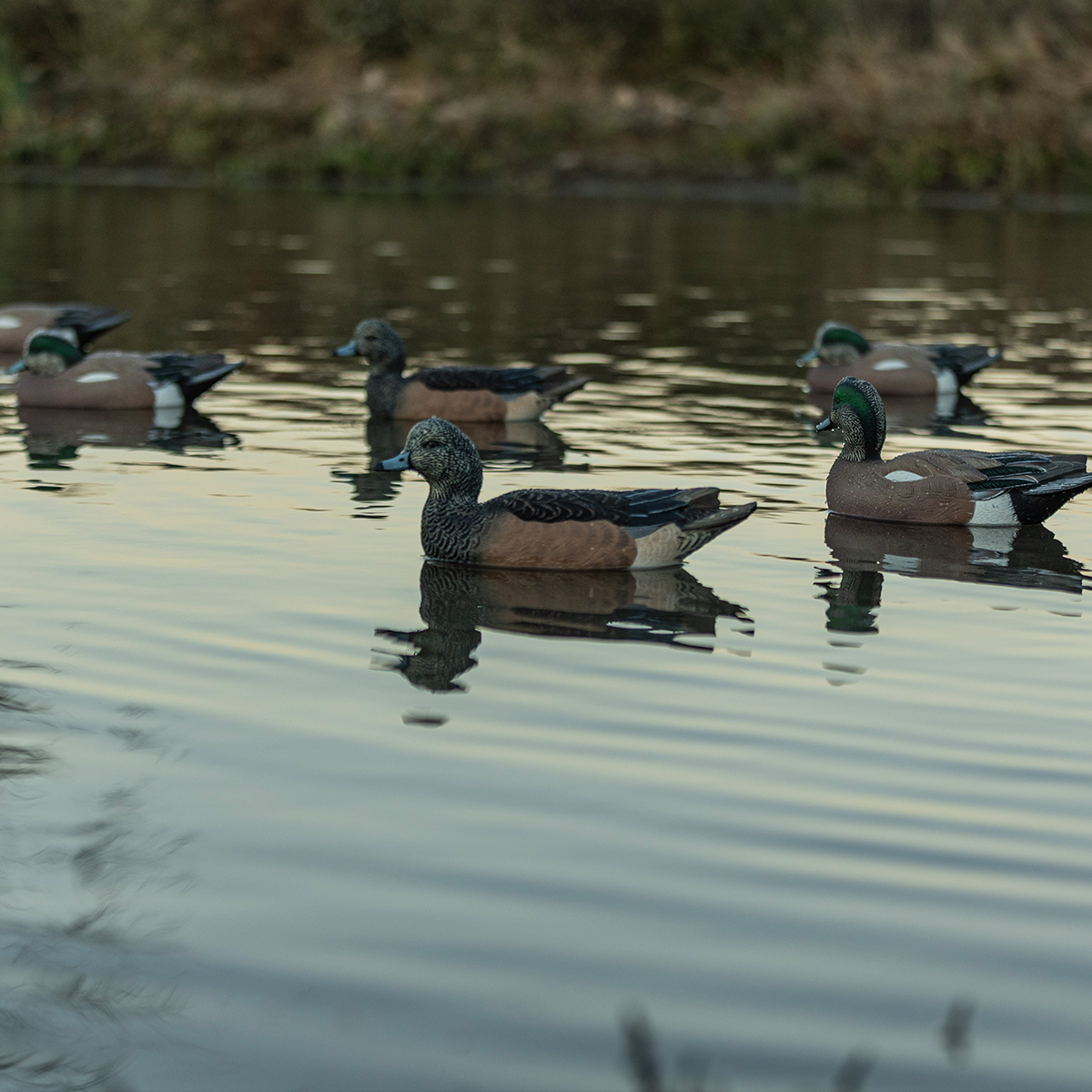Topflight Wigeon