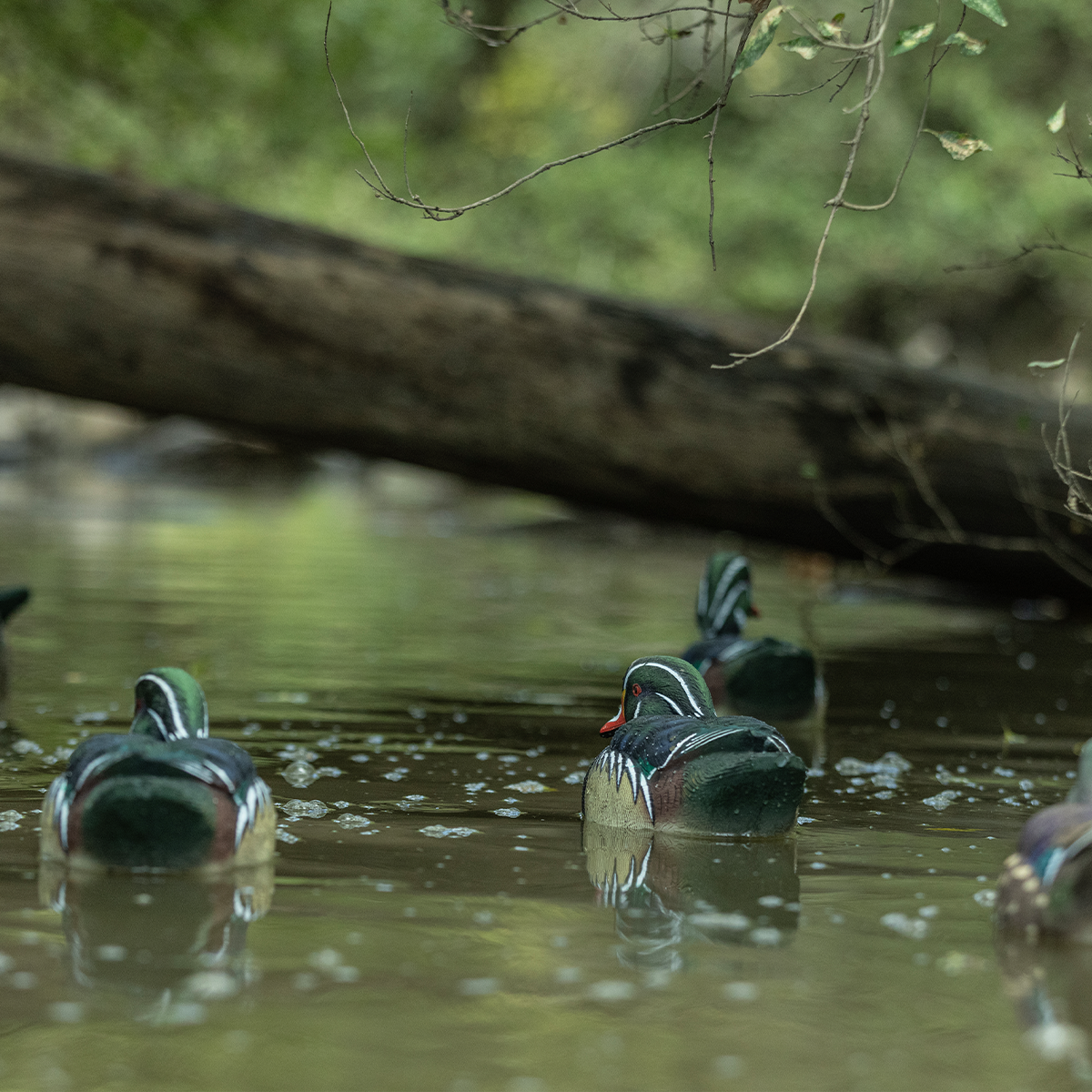 Topflight Wood Ducks