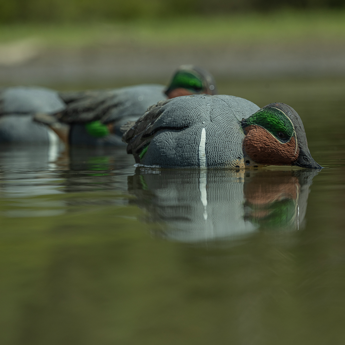 Topflight Green-Winged Teal