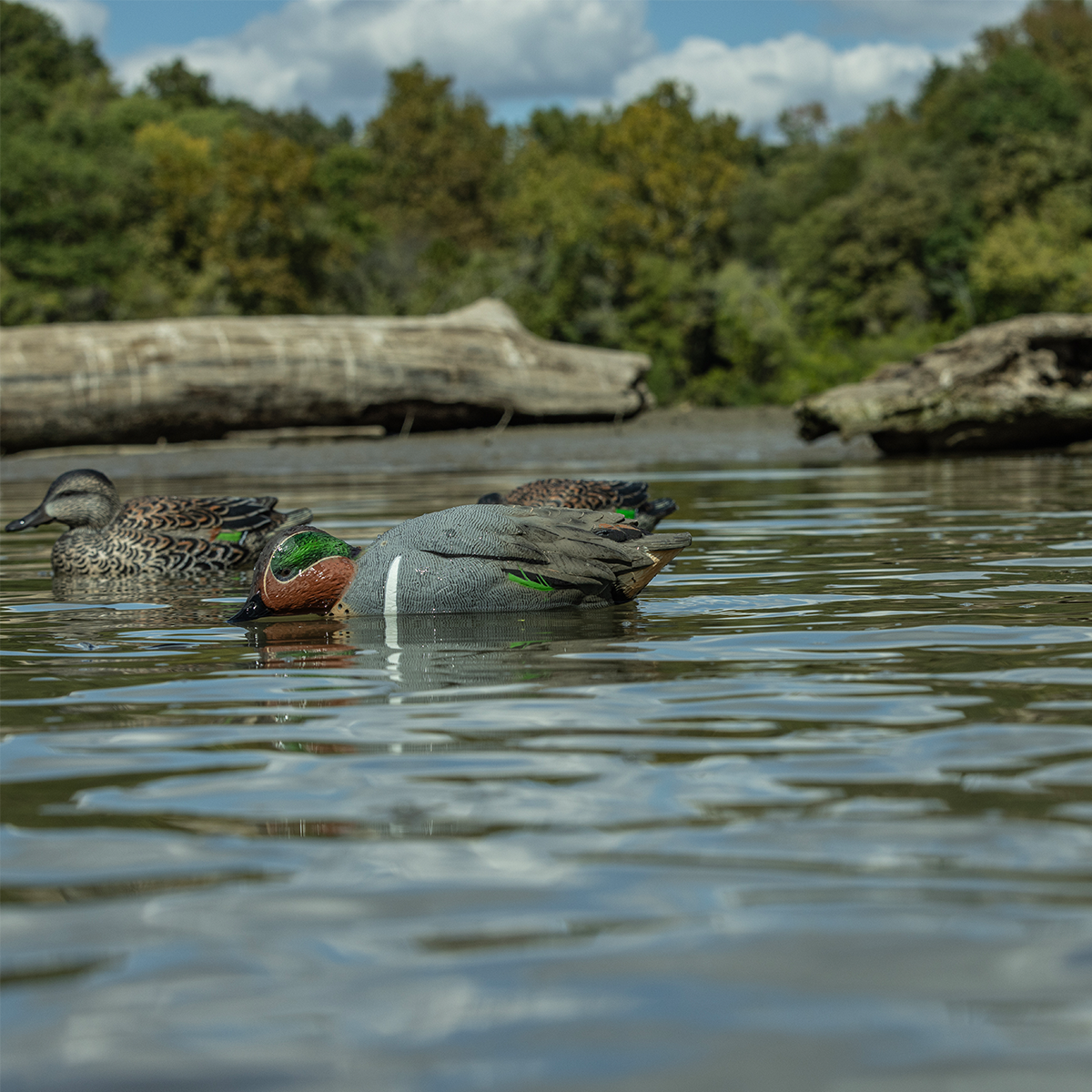 Topflight Green-Winged Teal