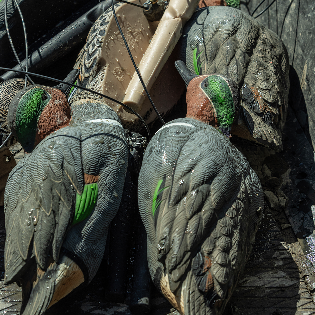 Topflight Green-Winged Teal
