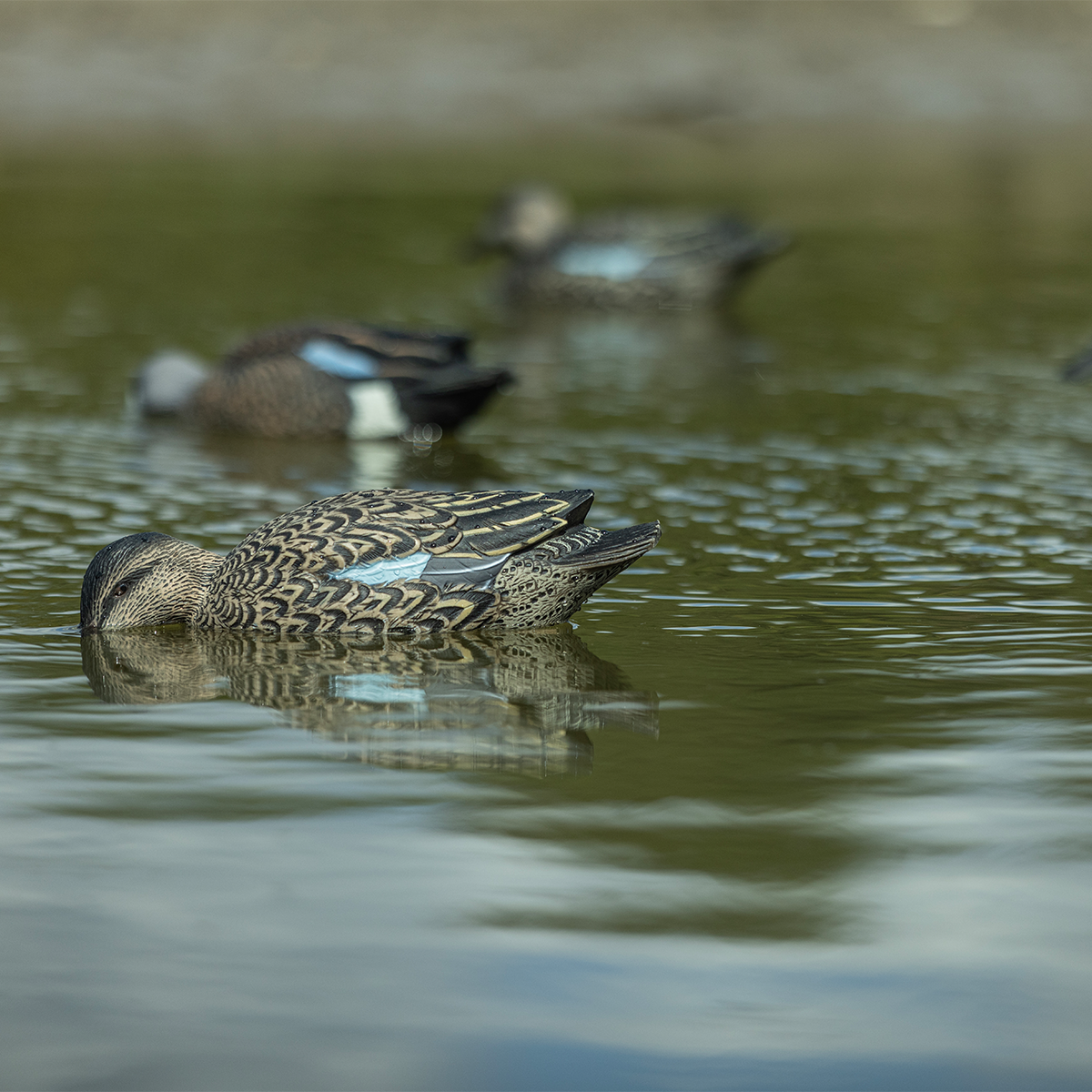 Topflight Blue-Winged Teal