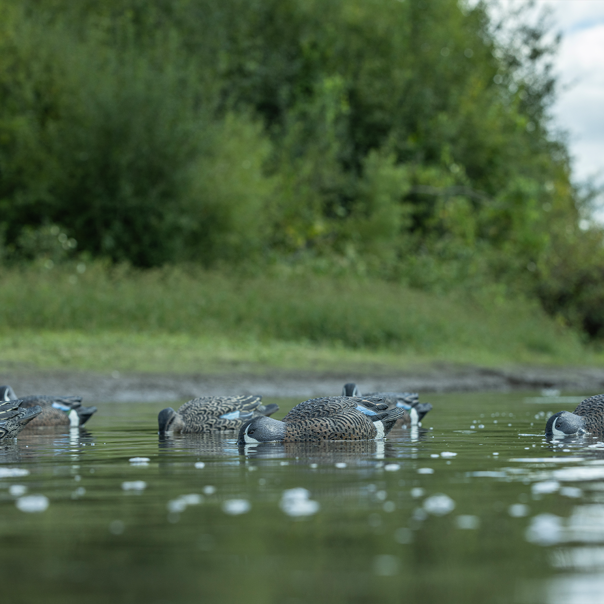 Topflight Blue-Winged Teal