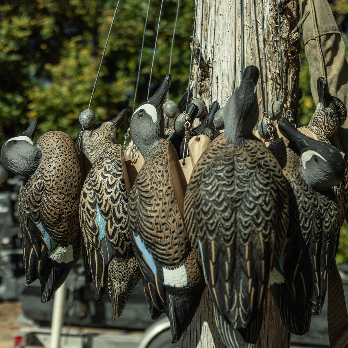 Topflight Blue-Winged Teal
