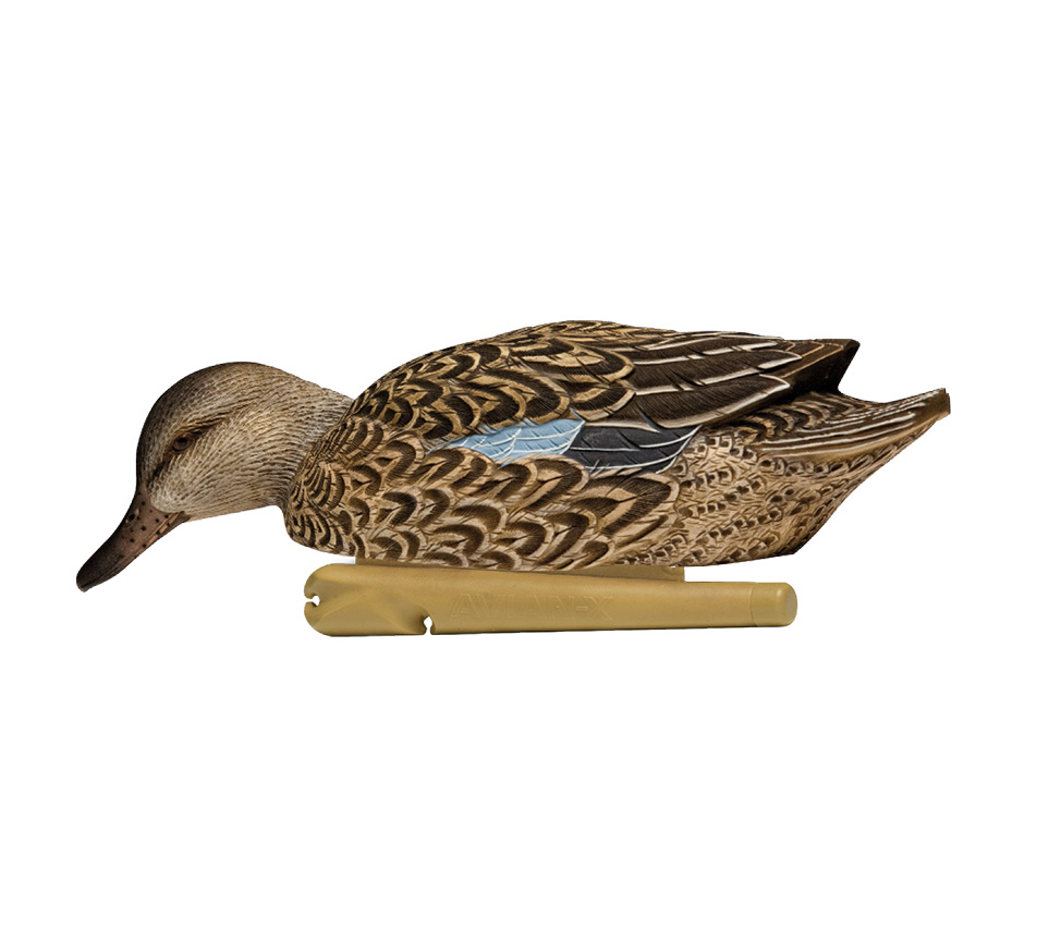 Topflight Blue-Winged Teal
